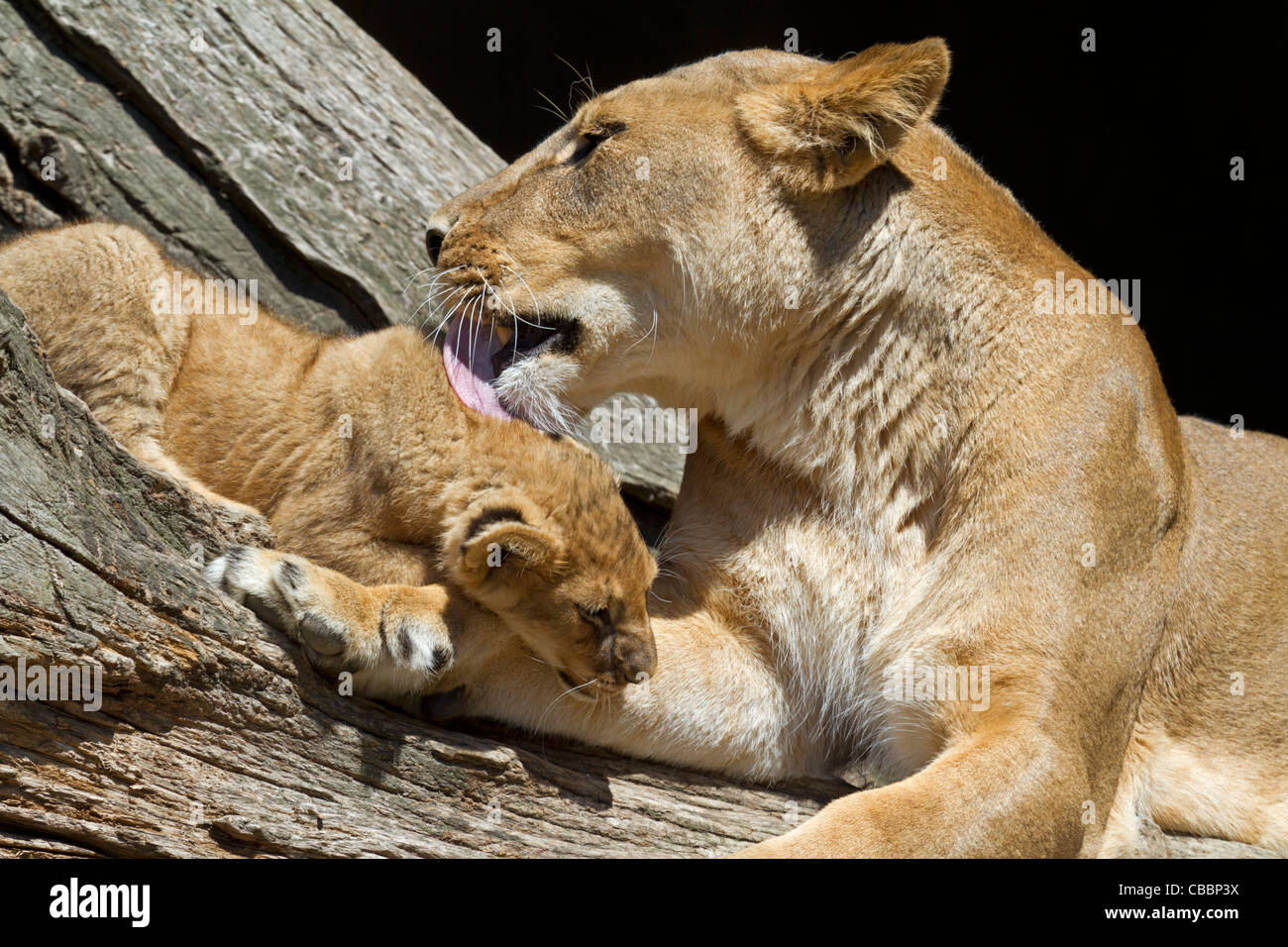 Lions (Panthera leo Stock Photo - Alamy