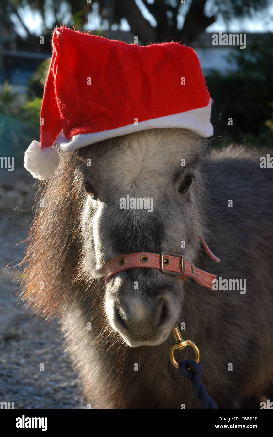 Falabella miniature horse, wearing a Christmas hat Stock Photo