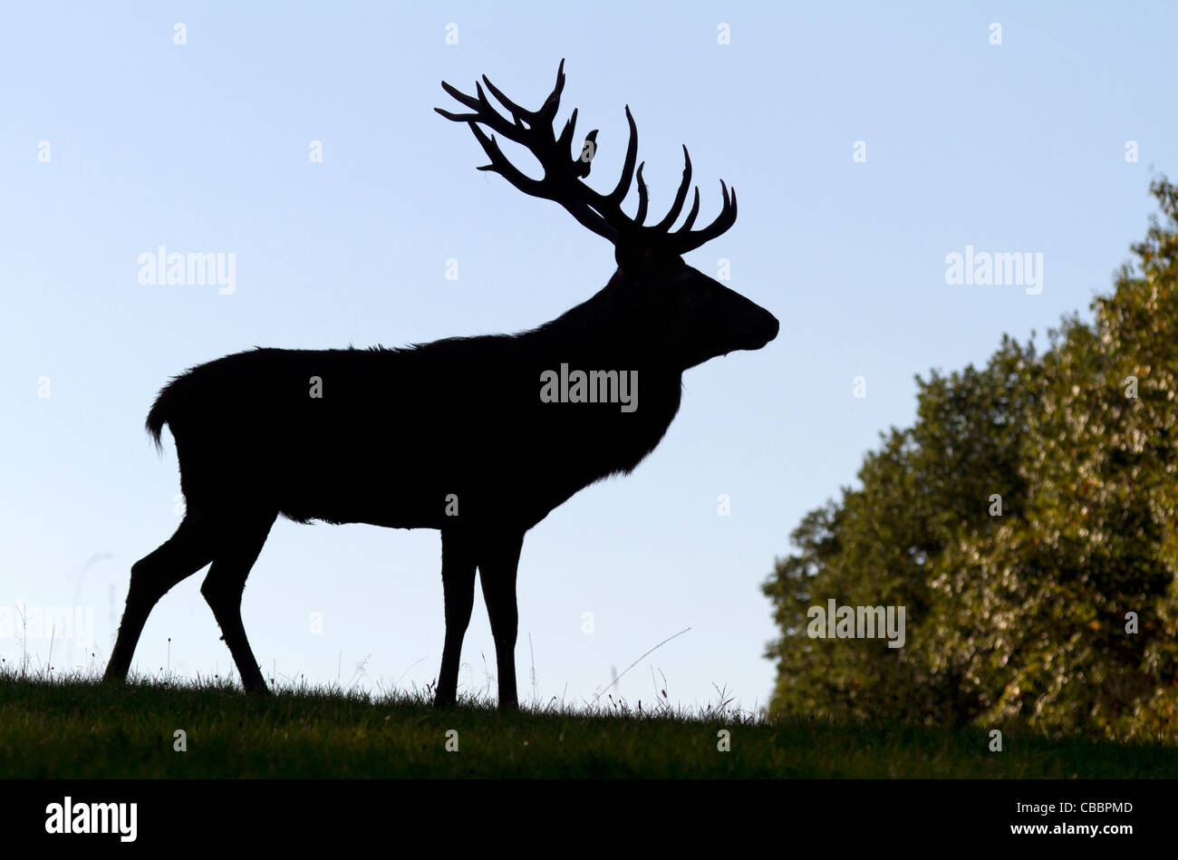 Red deer in backlight (Cervus elaphus) Stock Photo