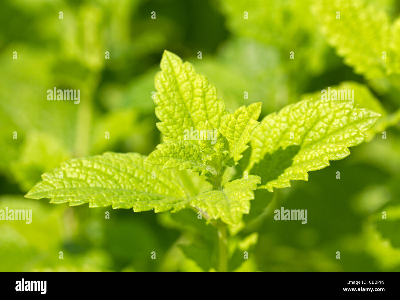 Lemon balm (Melissa officinalis) Stock Photo