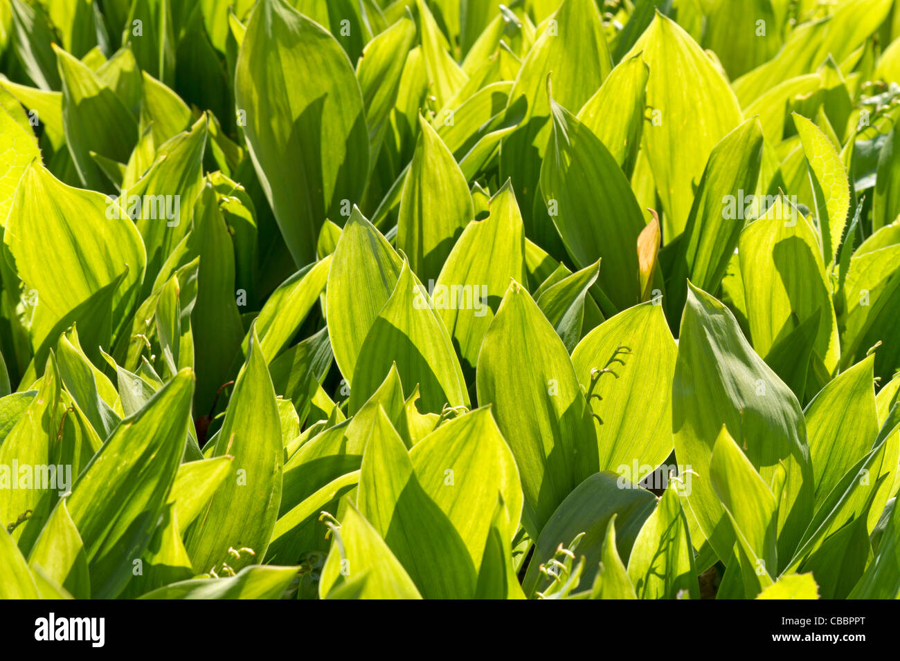 Lily of the valley (Convallaria majalis Stock Photo Alamy