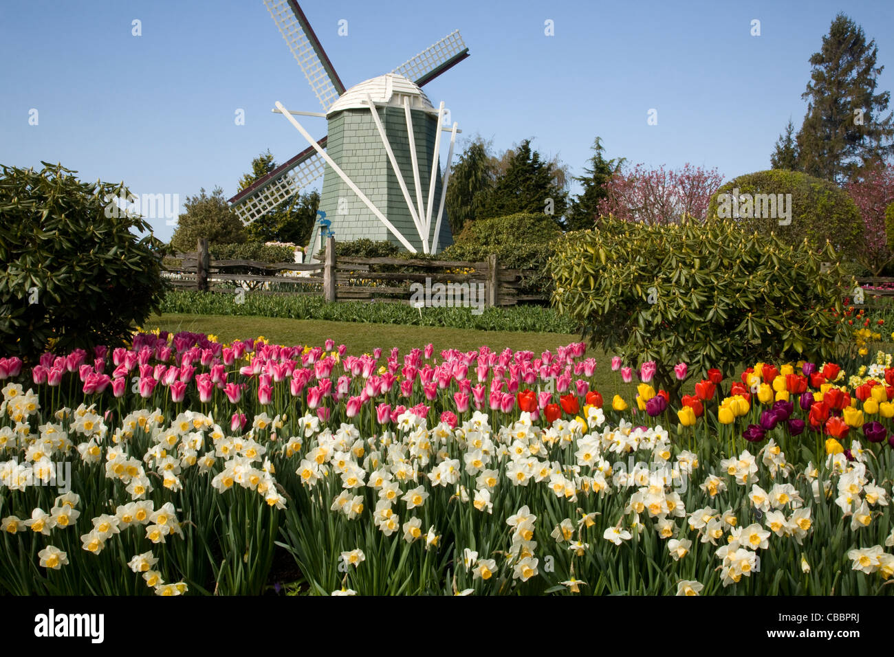 WASHINGTON - Tulips and daffodils blooming blooming naer the Windmill at Roozengaarde Flowers and Bulb garden. Stock Photo