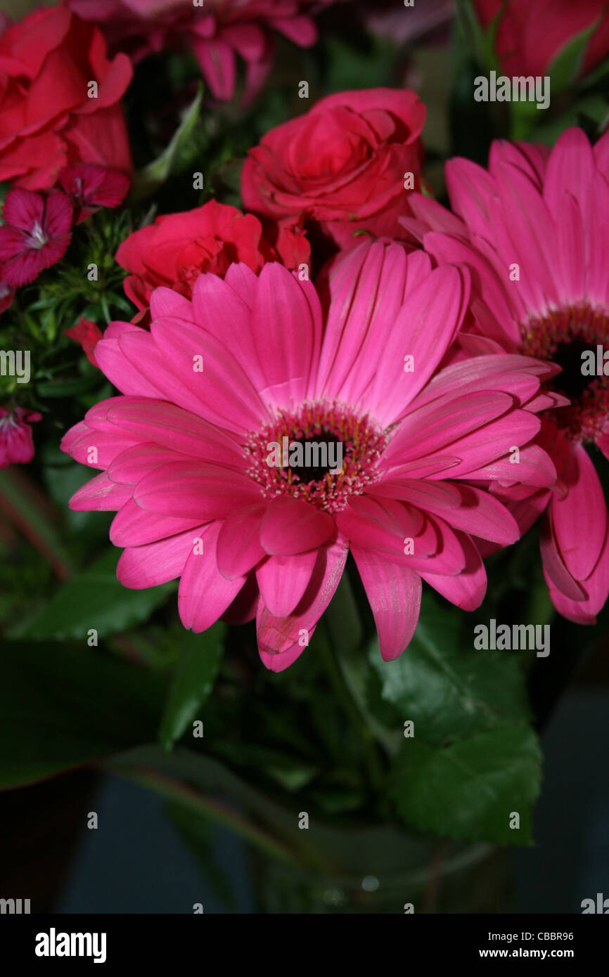 Large pink Gerbera or Barberton daisy Stock Photo Alamy