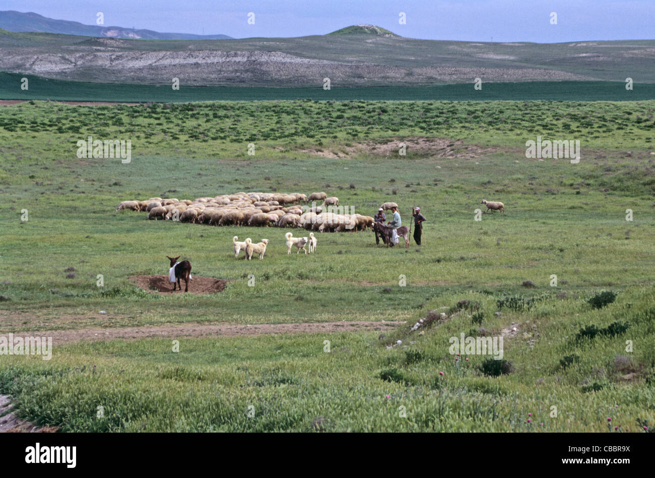 Sheep and shepherds, Midas' tumulus in the background, Gordion, Turkey 000516 0501 Stock Photo
