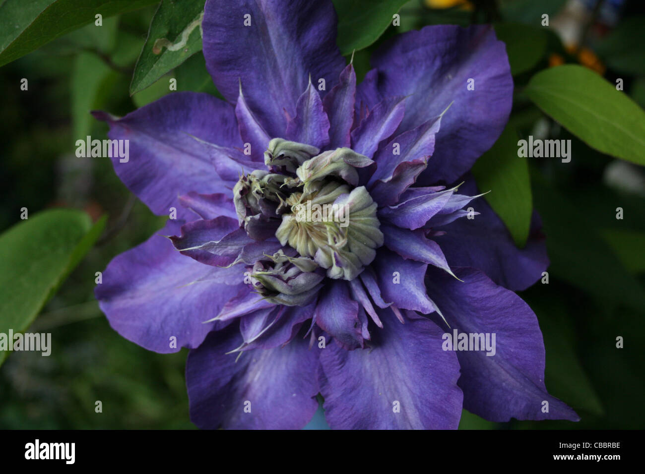 Large blue double form clematis Stock Photo