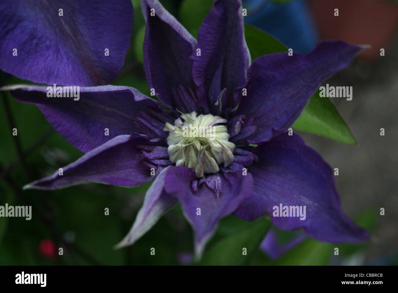 Large double form blue clematis Stock Photo