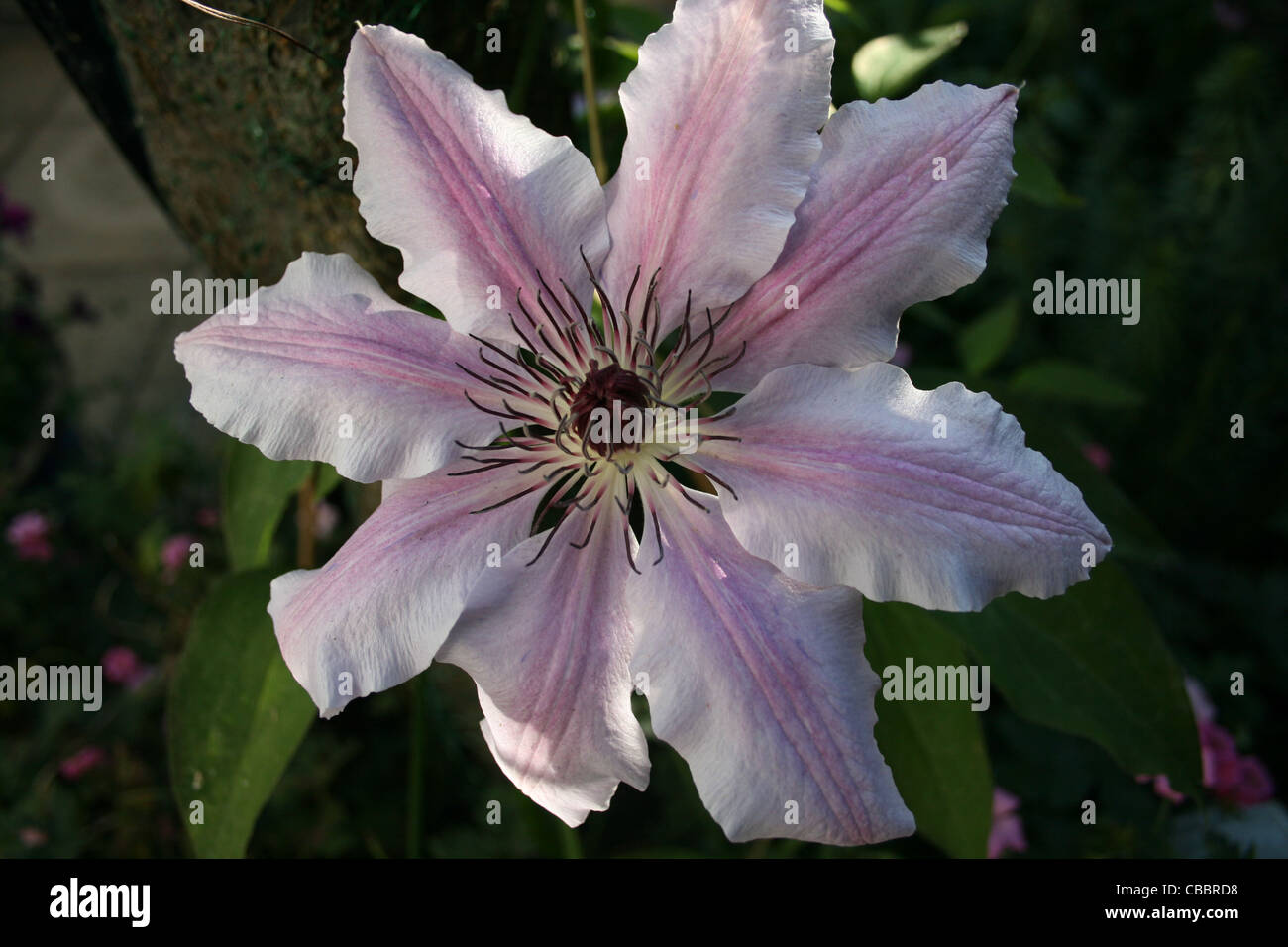 Large Pink striped clematis 'Nelly Moser' with dark stamens Stock Photo