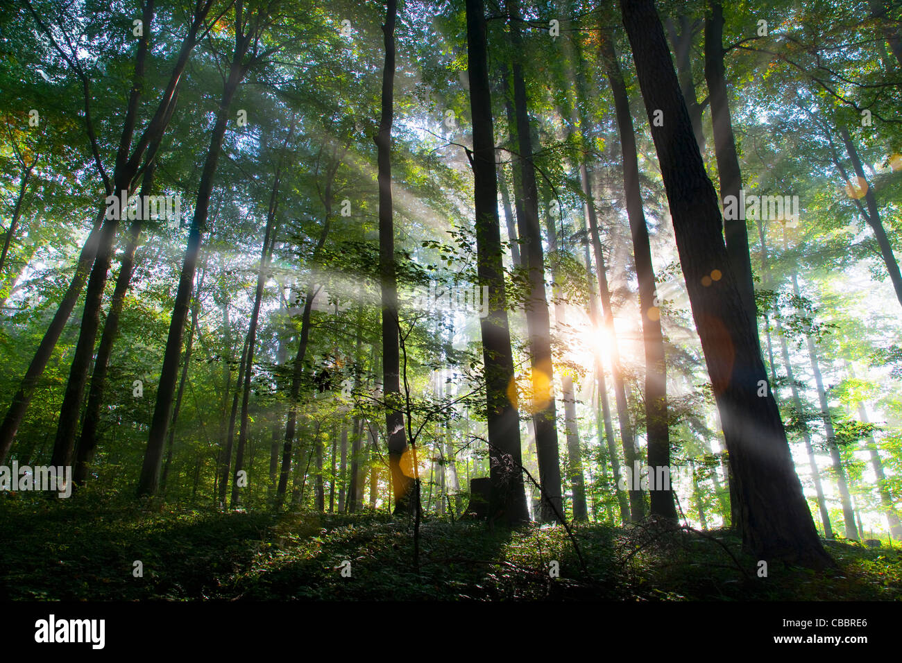 Sunbeams shining through forest Stock Photo