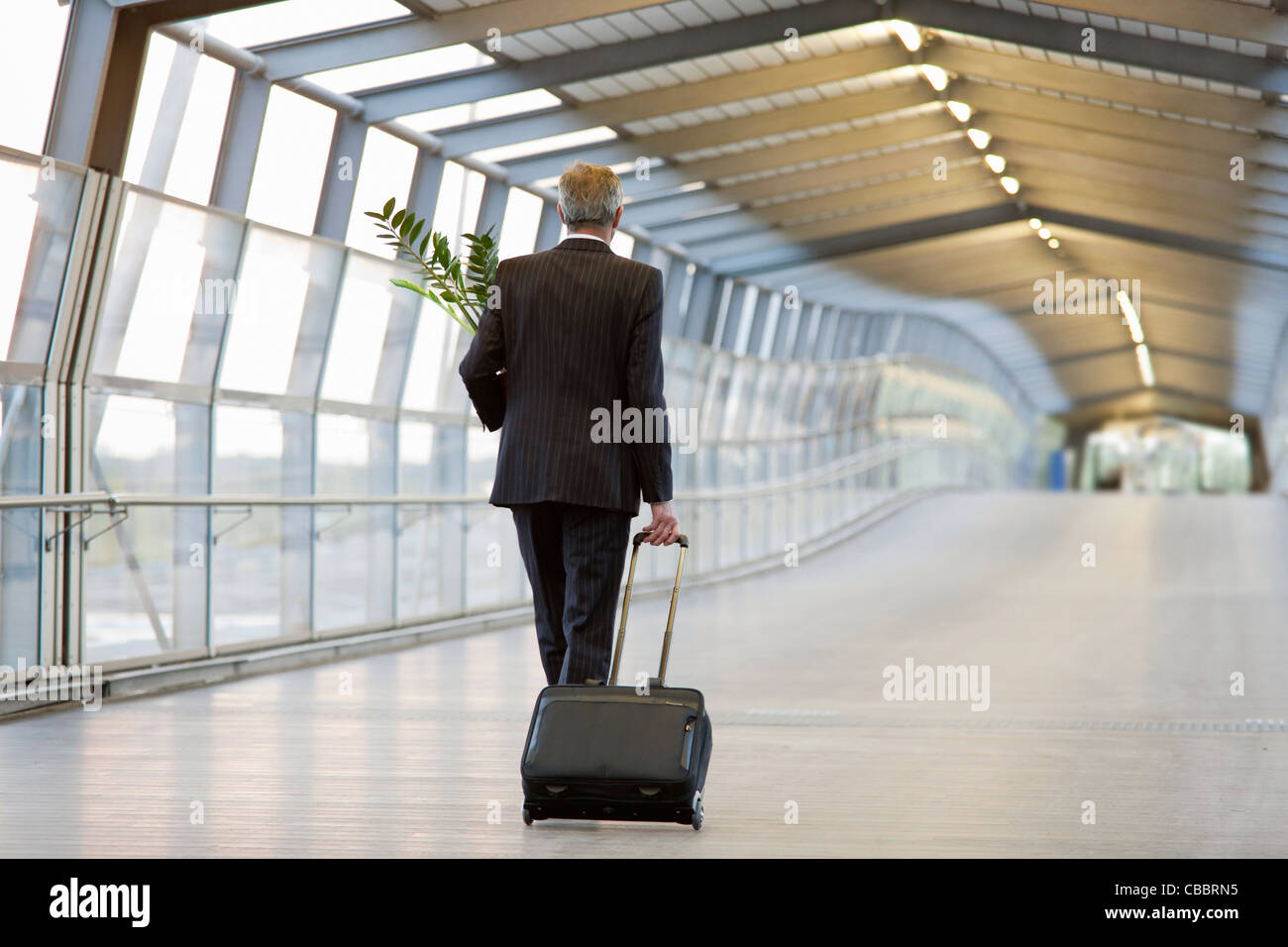 Businessman wheeling luggage with plant Stock Photo