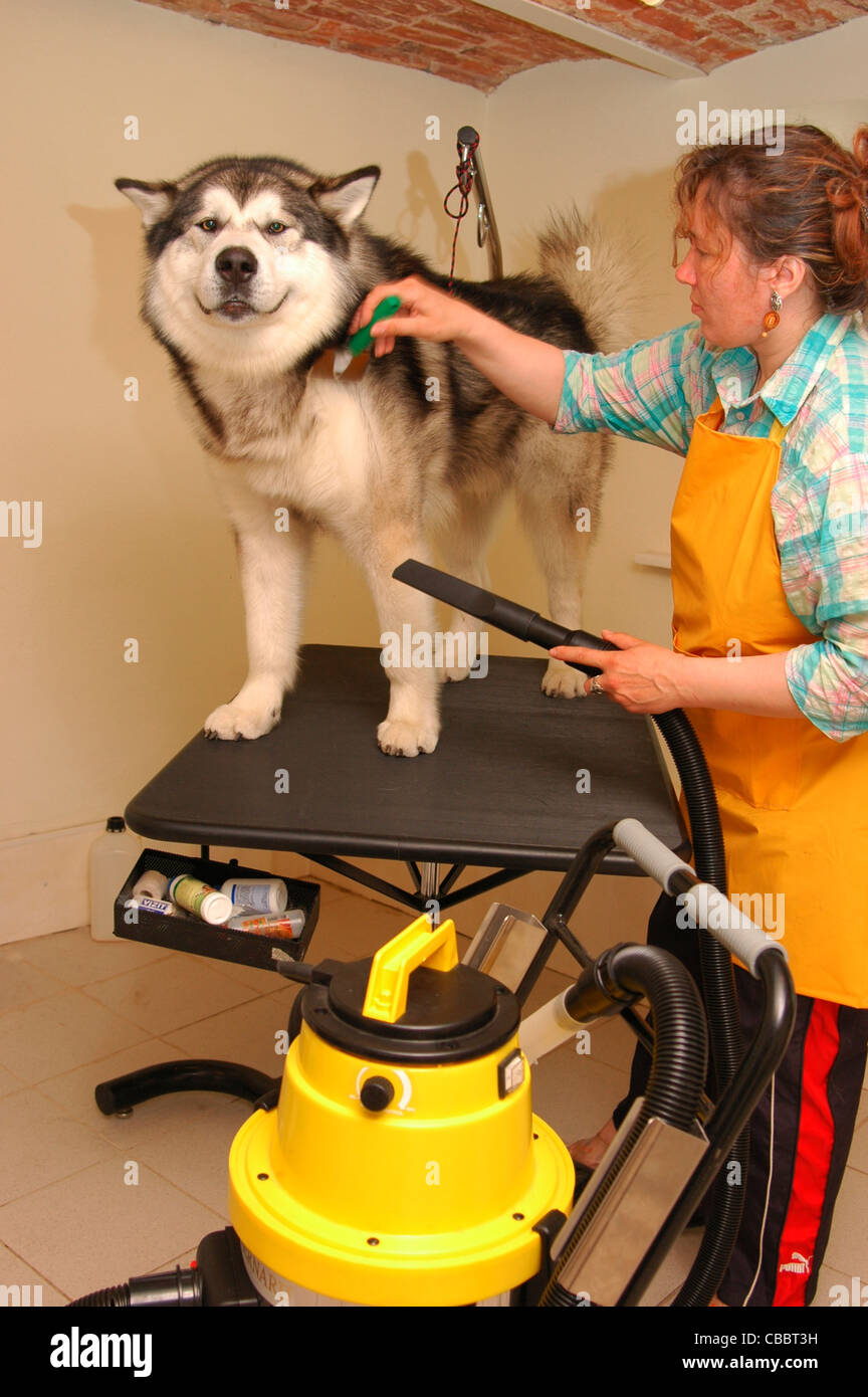 Malamute grooming hotsell