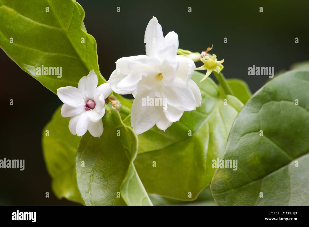 Arabian jasmine plant Stock Photo 41442747 Alamy