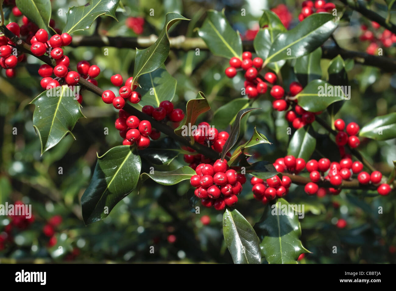 HOlly plant with ripe berries Stock Photo