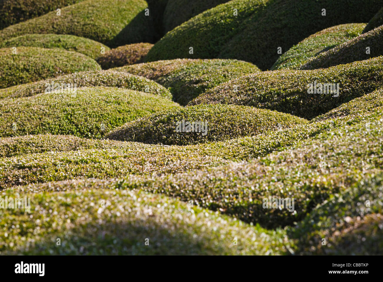 Topiary - at famous Marqueyssac formal garden, Dordogne, France Stock Photo