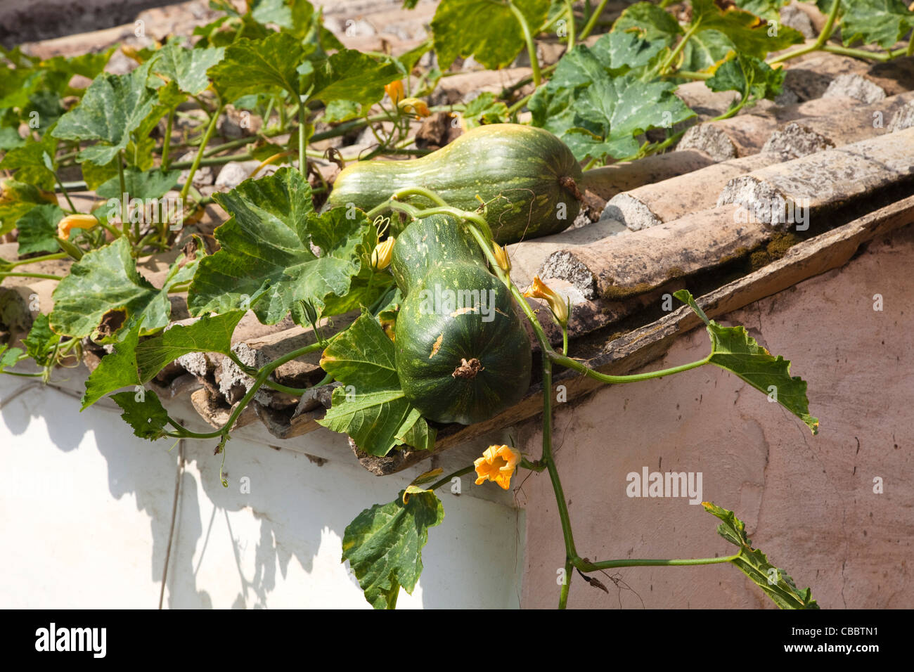 Marrow plants being grown over the red tiled roof of a farm house in Corfu, Greece Stock Photo