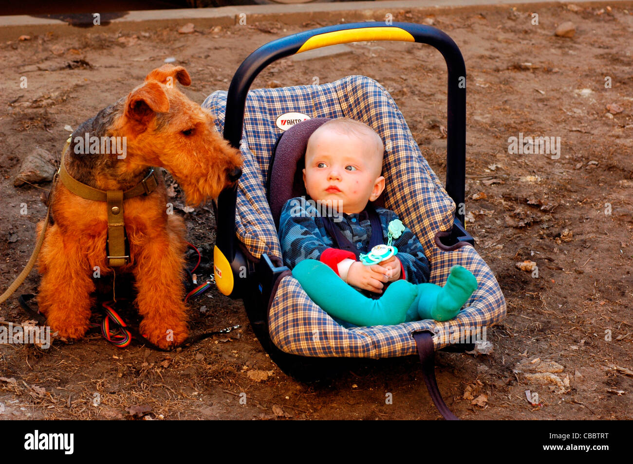 the baby with a Airedale Terrier Stock Photo