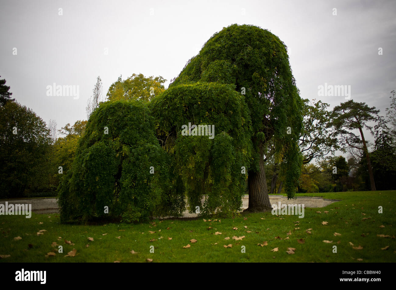 the tree and its neighbours, Sophora japonica tortuosa Park of Bagatelle Stock Photo