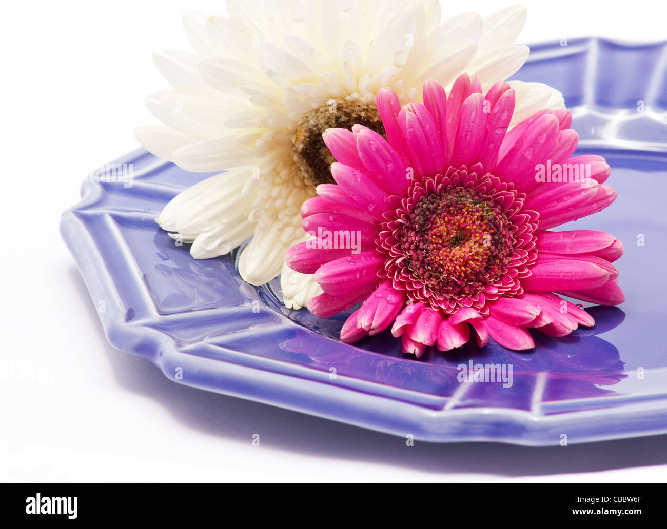 Pink and white flowers on a blue plate on white background Stock Photo