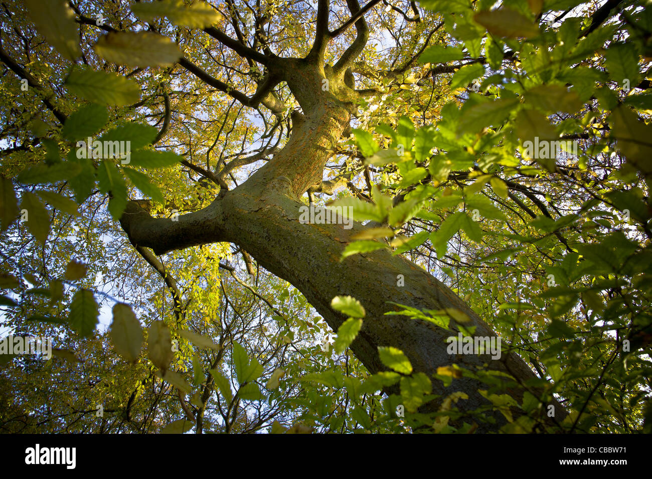 The tree and its neighbours Autumn, "Bois de Boulogne" Siberian elm