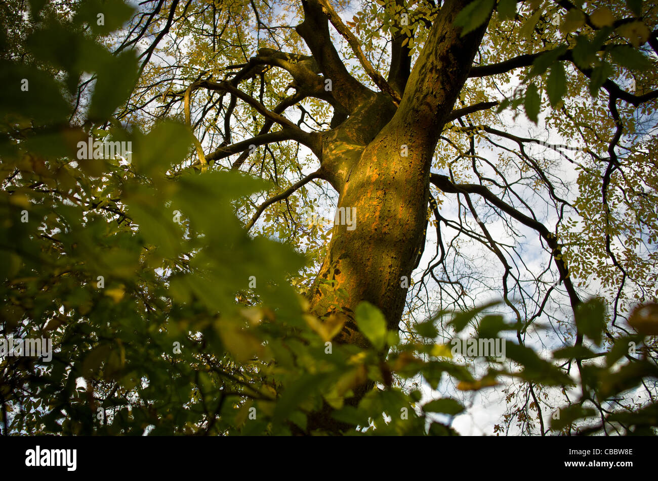 The tree and its neighbours Autumn, elm end shadow in the Bois de ...
