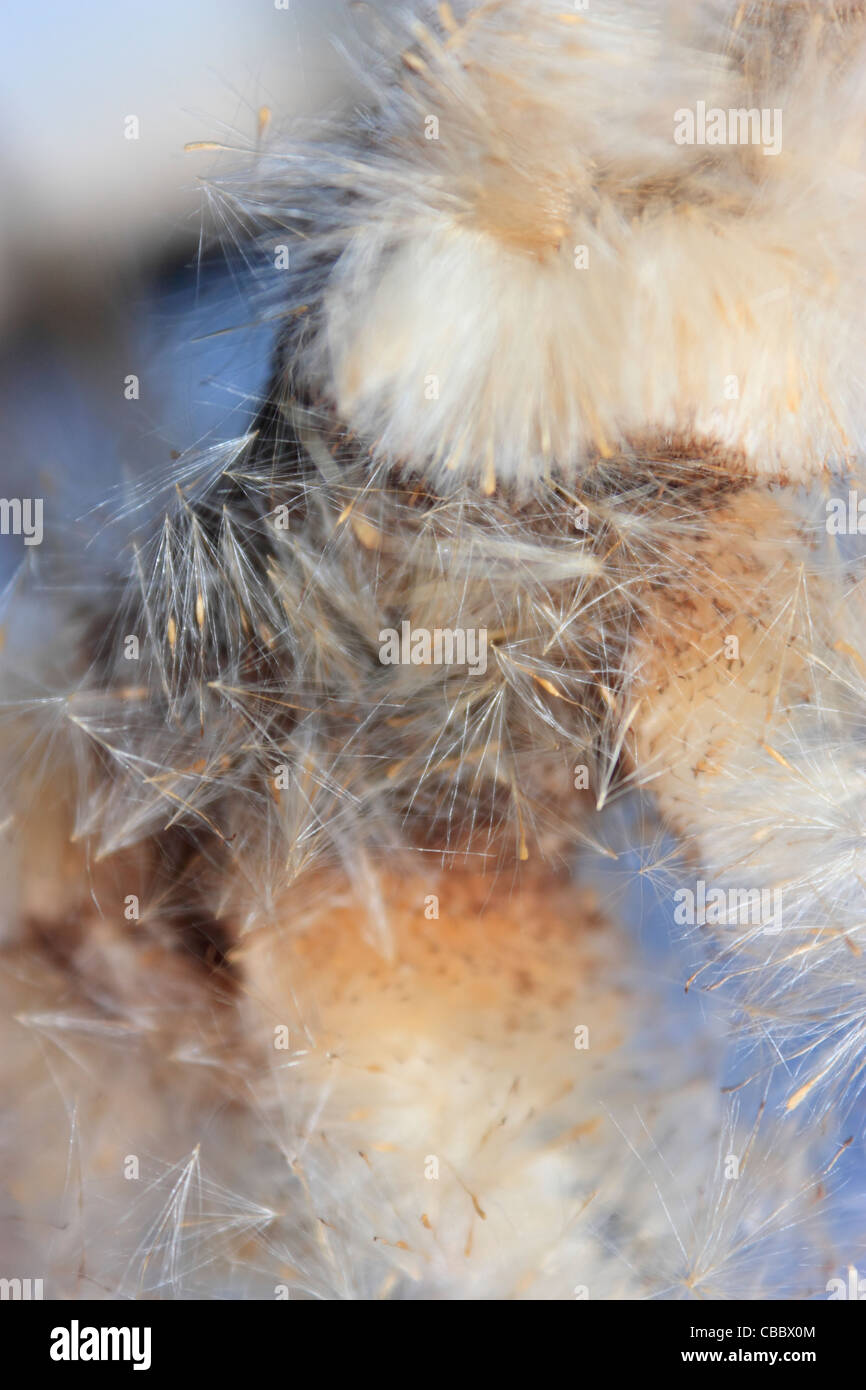 Typha latifolia Stock Photo