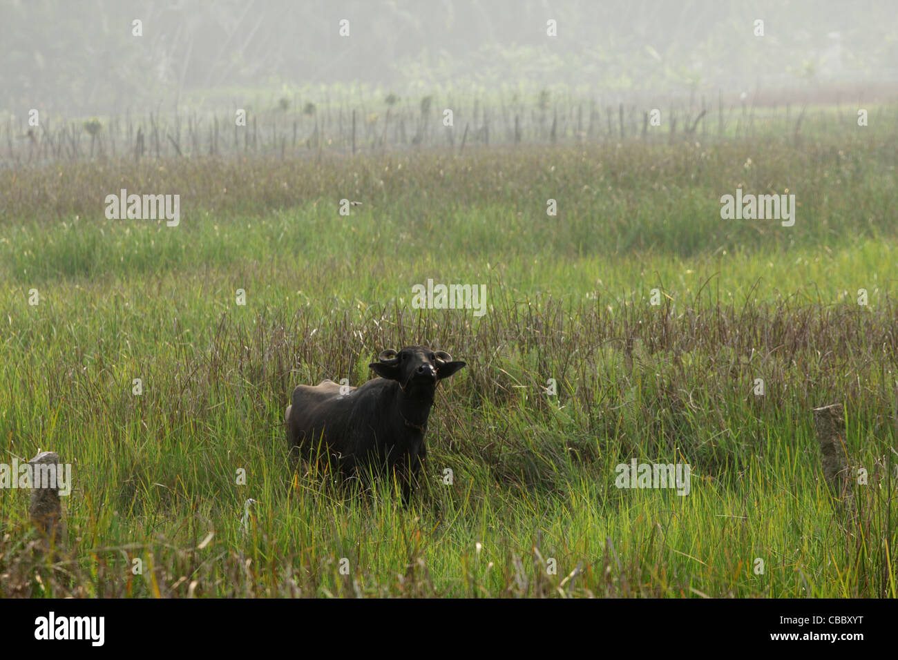 Indian nature hi-res stock photography and images - Alamy