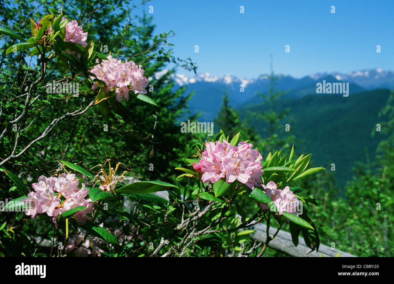 Rhododendron in blossom at the Mount Walker Lookout of the Olympic