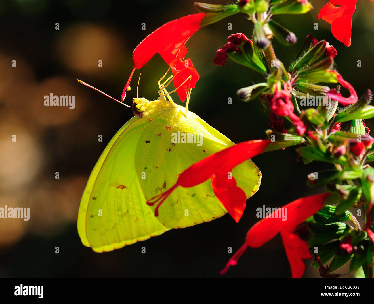 Orange Sulphur butterfly Stock Photo Alamy