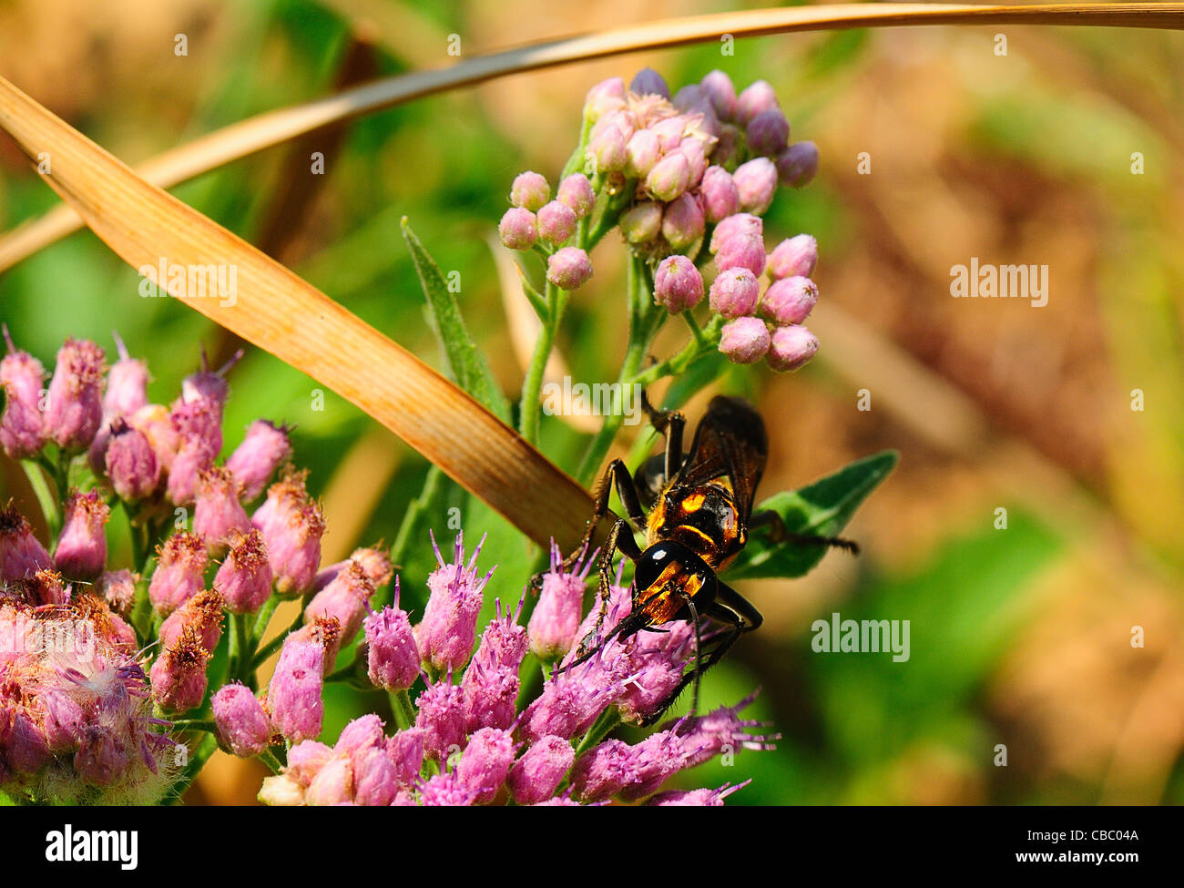 Wasp on March Fleabane Stock Photo