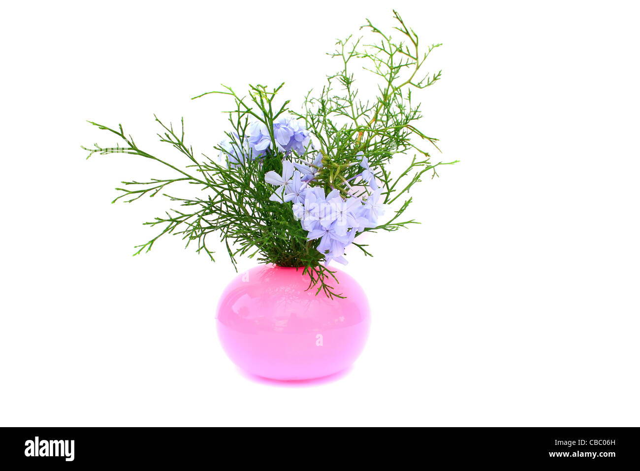 Blue tropical flowers in vase isolated on white background Stock Photo ...