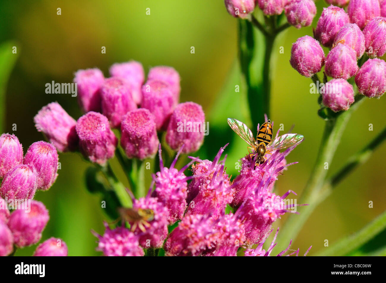 Syrphid Fly Stock Photo