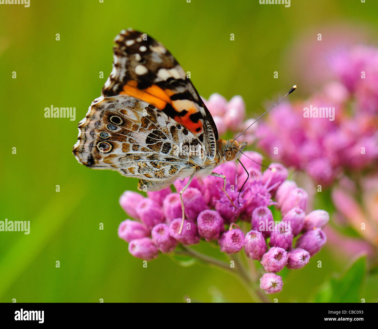 Painted Lady butterfly Stock Photo