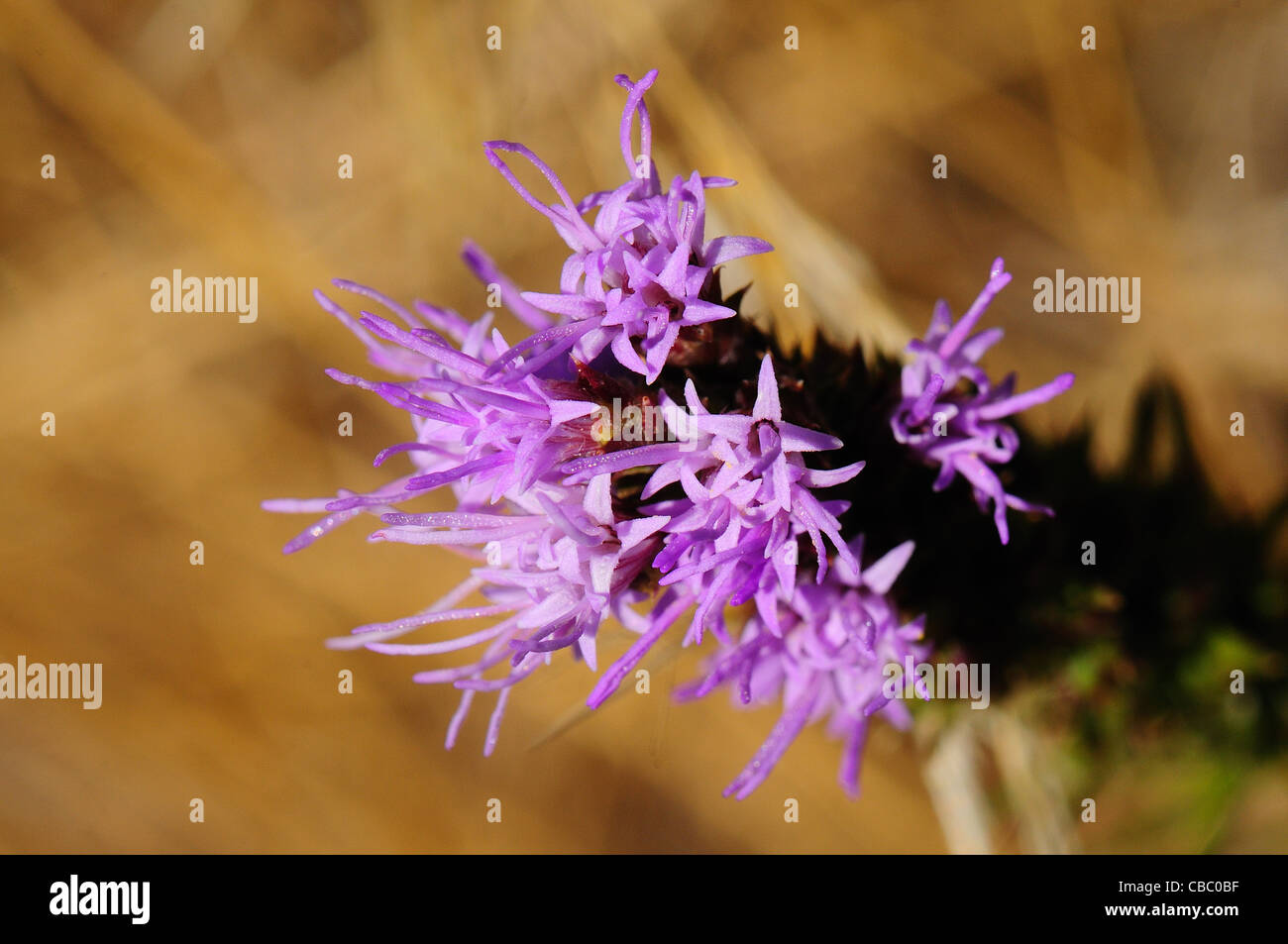 Liatris pycnostachya Stock Photo