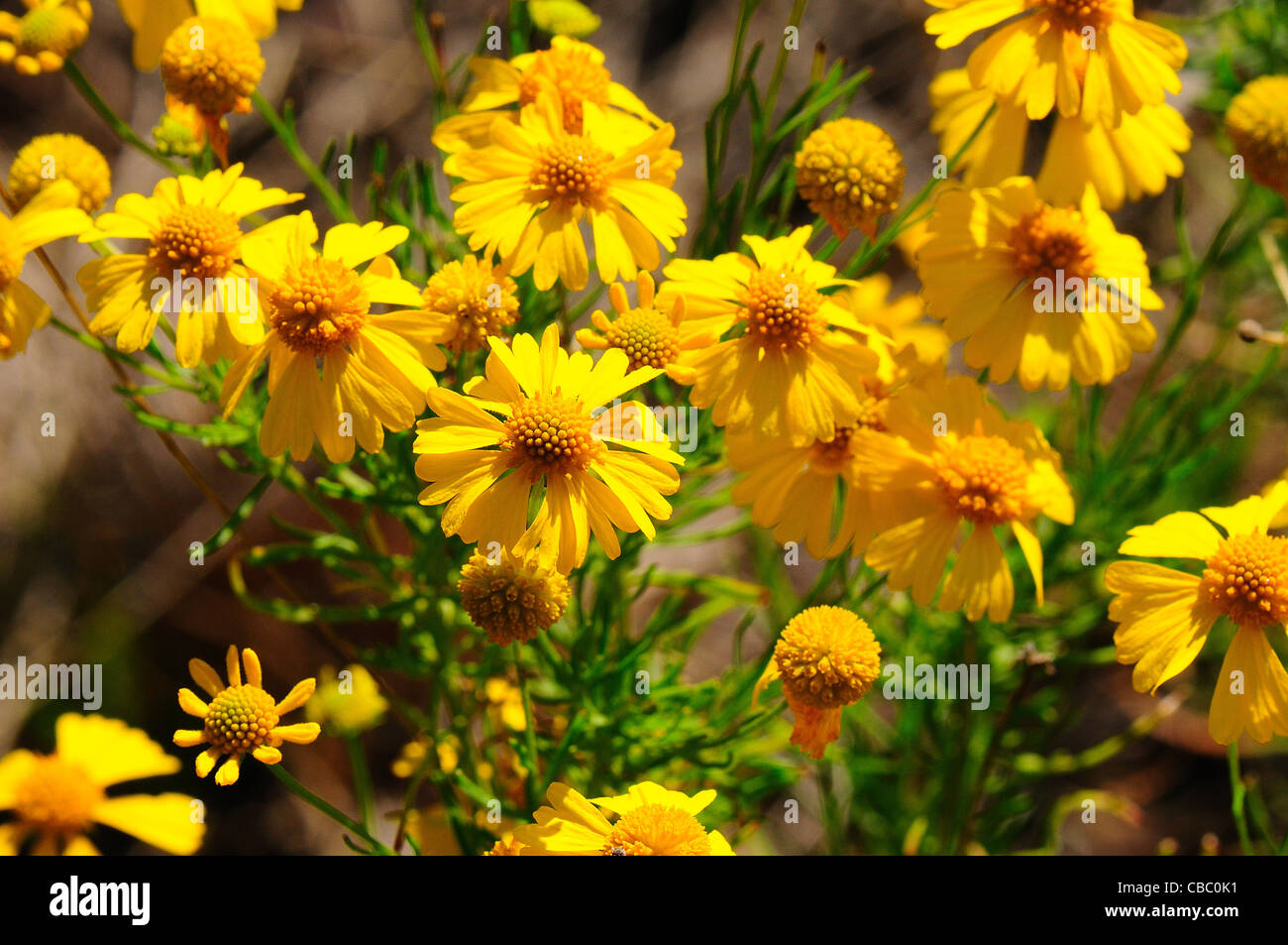 Bitter weed hires stock photography and images Alamy