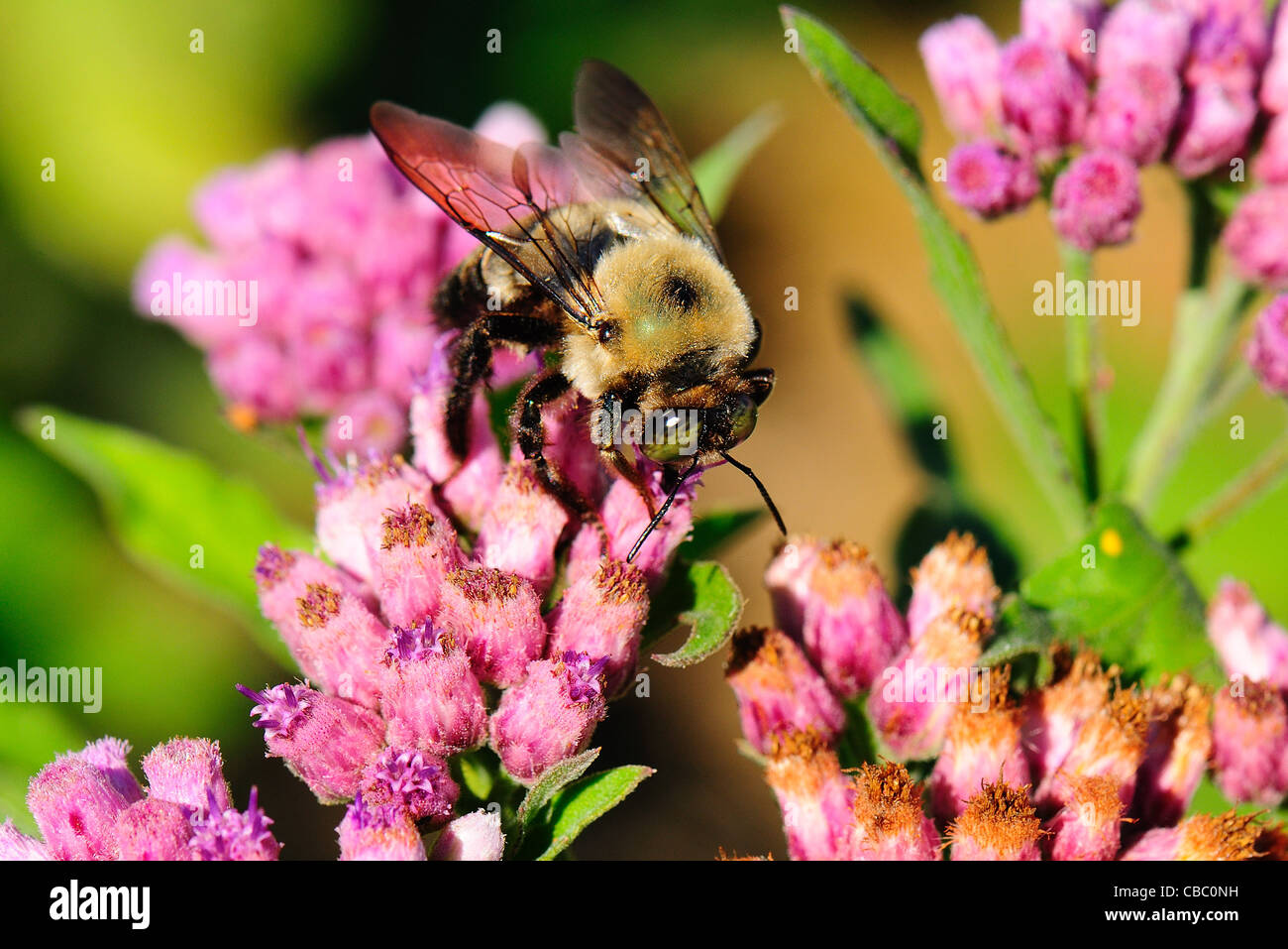 Bee feeding on Marsh Fleabane wildflower Stock Photo