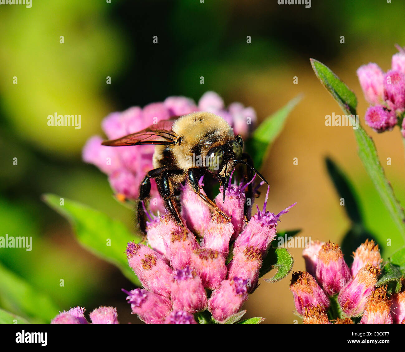 Bumblebee feeding on Marsh Fleabane Stock Photo
