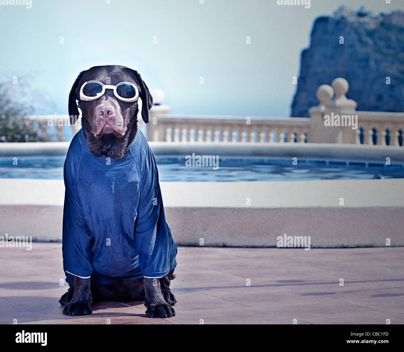 Chocolate Labrador in Swimming Gear Stock Photo