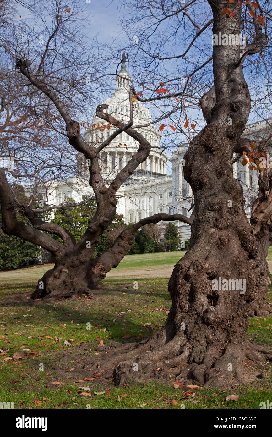 Washington, DC Cherry trees on the lawn of the U.S. Capitol Stock Photo Alamy