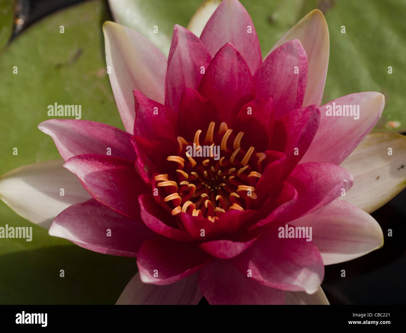 Nymphaea 'Sirius' Water Lily. Named for the brightest star in the sky, this oustanding lily lives up to its name by producing large purplish-red flowers in profusion. Leaves are flecked maroon before maturing to all green. Hybridized by Latour-Marliac Nursery in 1913. Stock Photo