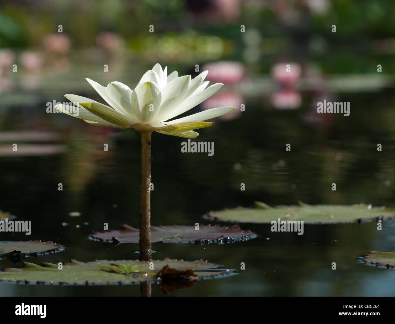 Innocence water lily. Innocence is a strongly viviparous white lily with heavily mottled leaves. Most important is the uniquely large, pure white flower that stands high above the water on an extremely robust stalk Stock Photo