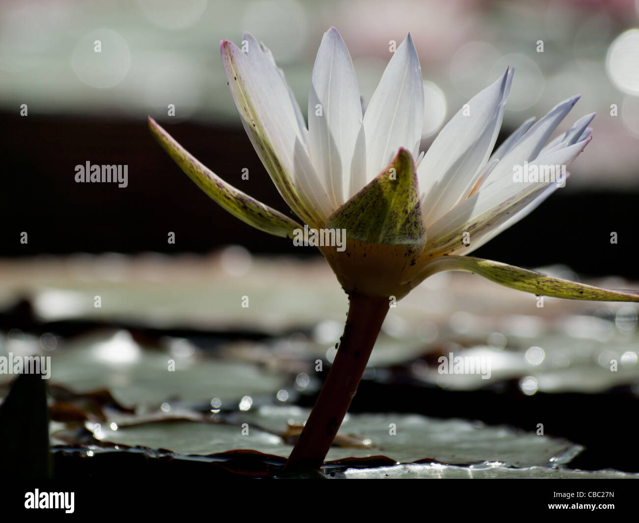 Innocence water lily. Innocence is a strongly viviparous white lily with heavily mottled leaves. Most important is the uniquely large, pure white flower that stands high above the water on an extremely robust stalk Stock Photo