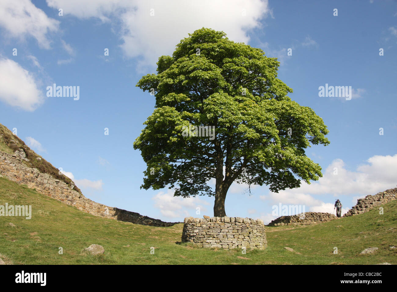 Sycamore Gap in Hadrian's Wall. The Robin Hood Tree came about when it was used as a setting in “Robin Hood Prince of Thieves'. Stock Photo