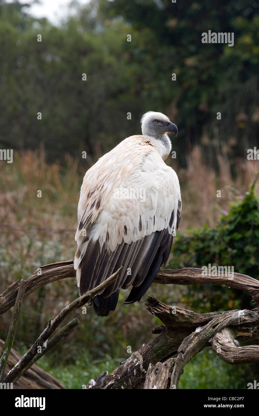Stellenbosch: Tygerberg Zoo - Cape Vulture Stock Photo - Alamy