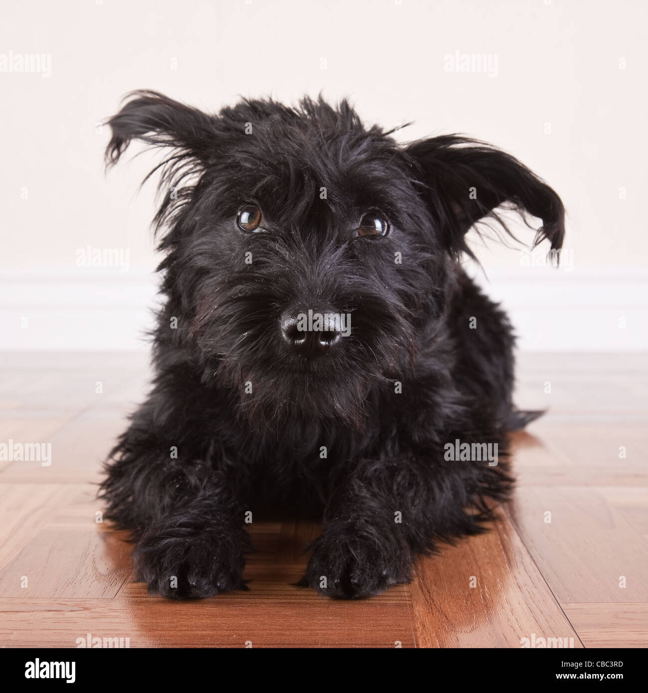 black wire terrier