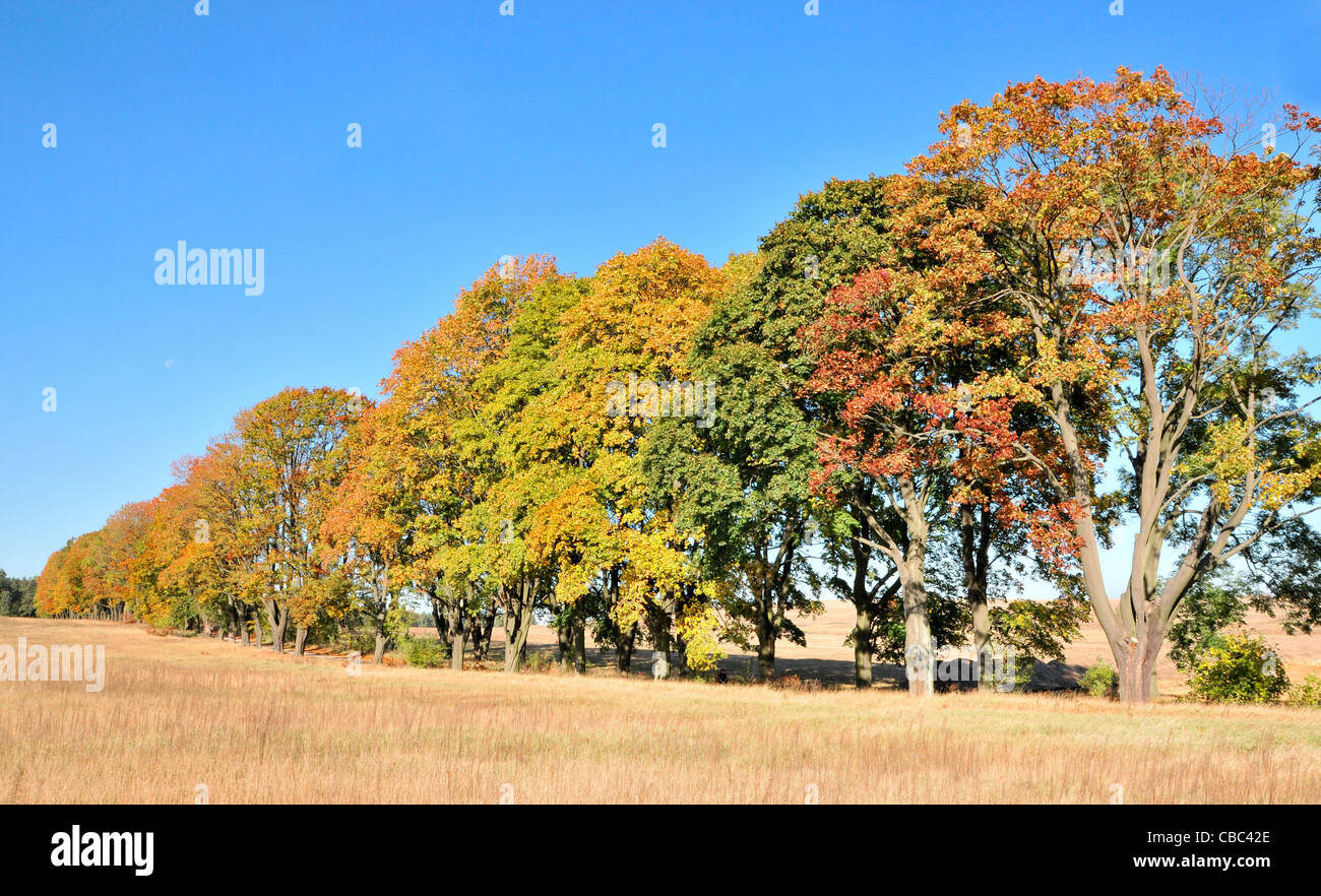 Field Maples High Resolution Stock Photography and Images - Alamy