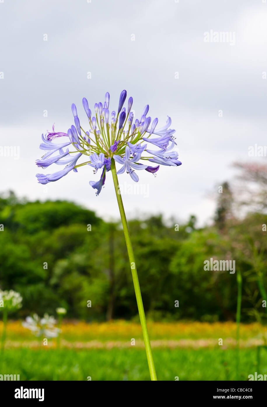 Agapanthus praecox 'Blue Lily' / 'African Lily'  / [Lily of the Nile] Stock Photo