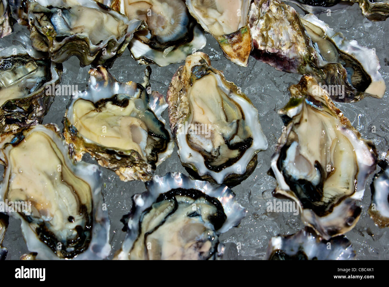Shucked raw oysters on half shell bed of crushed ice seafood appetizers