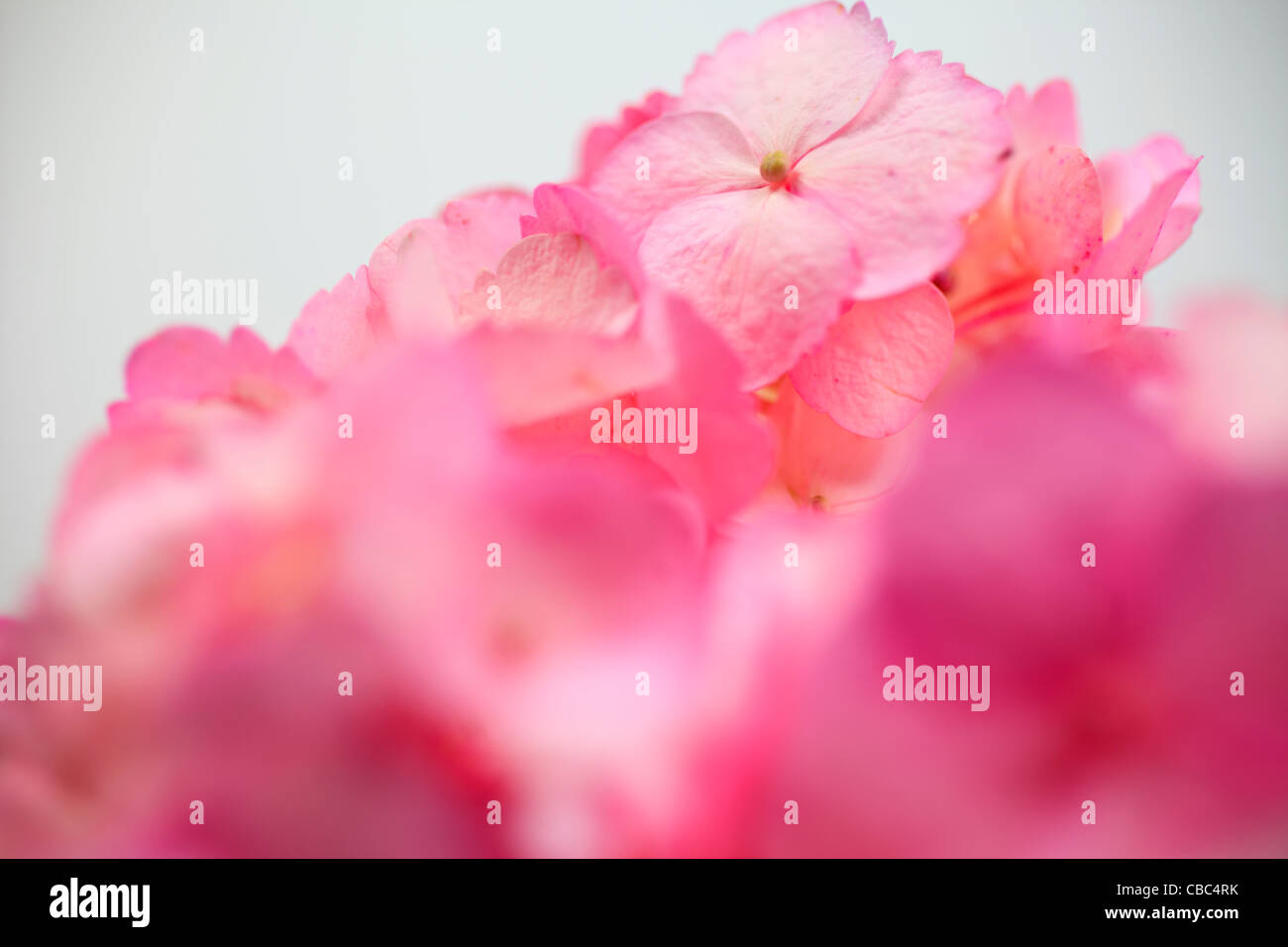 The flower Hydrangea on a white background Stock Photo - Alamy