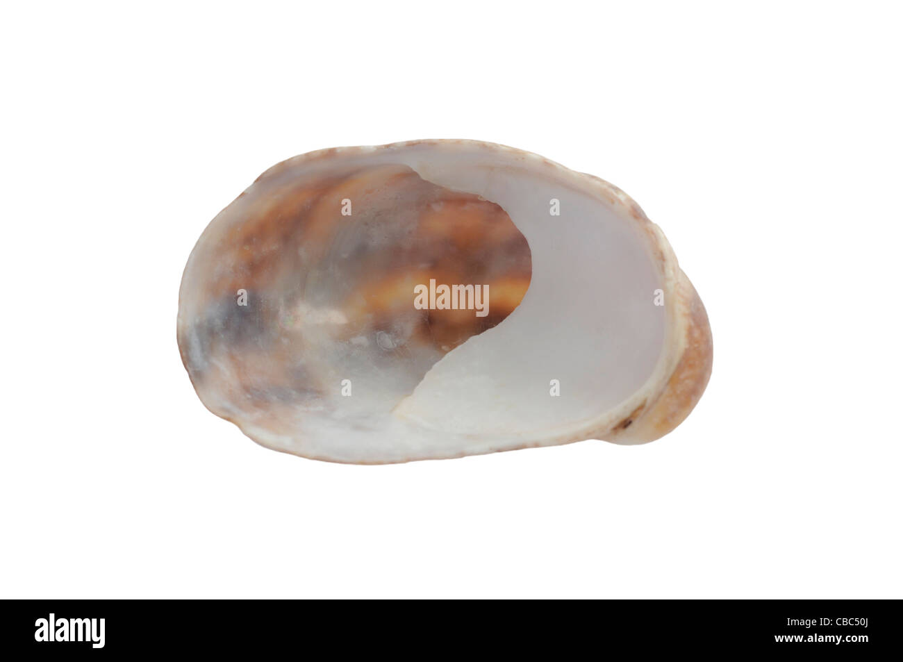 Slipper Limpet Sea Shell on a White Background Stock Photo