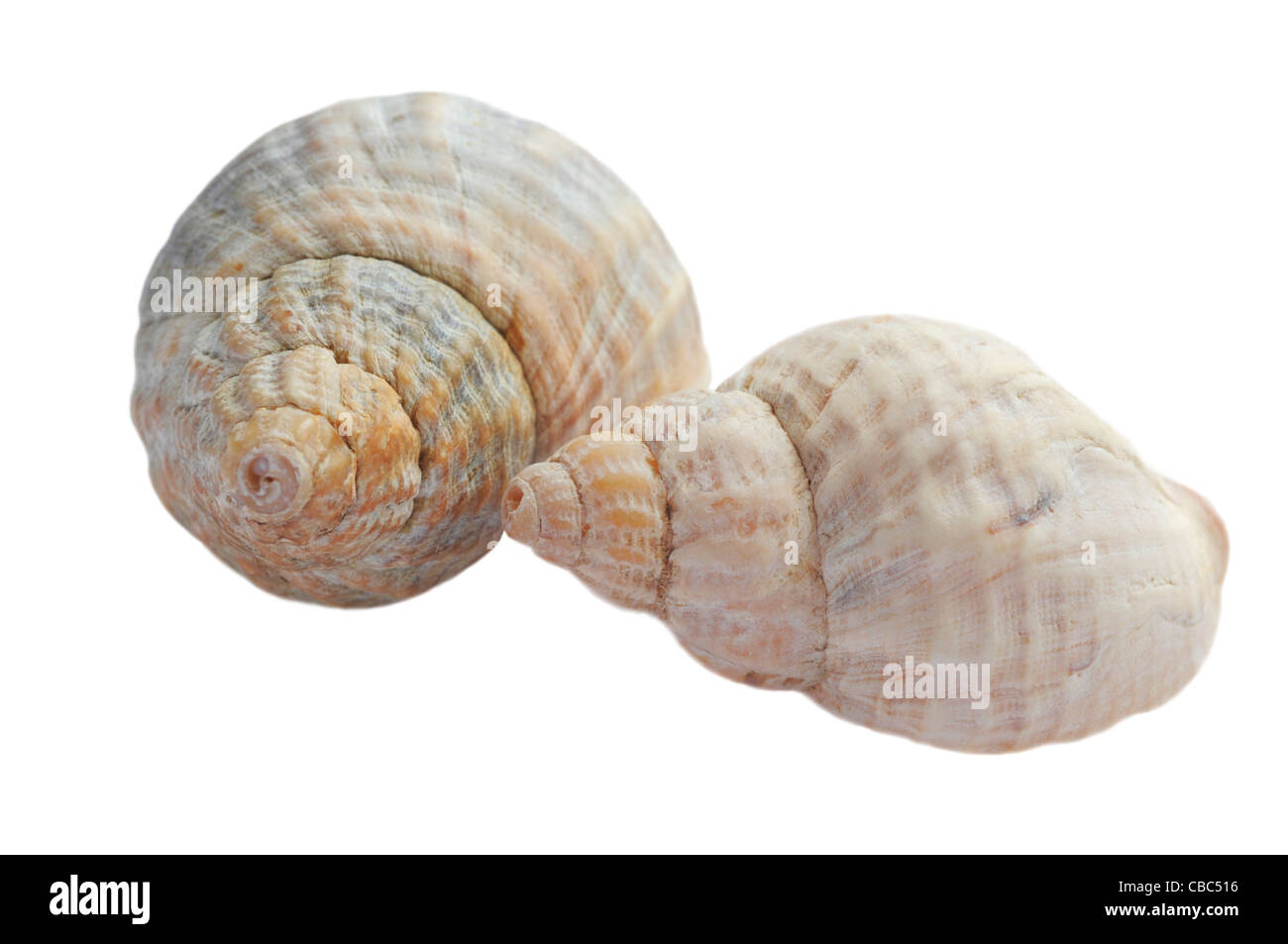 Netted Dog Whelk Shells on White Background Stock Photo