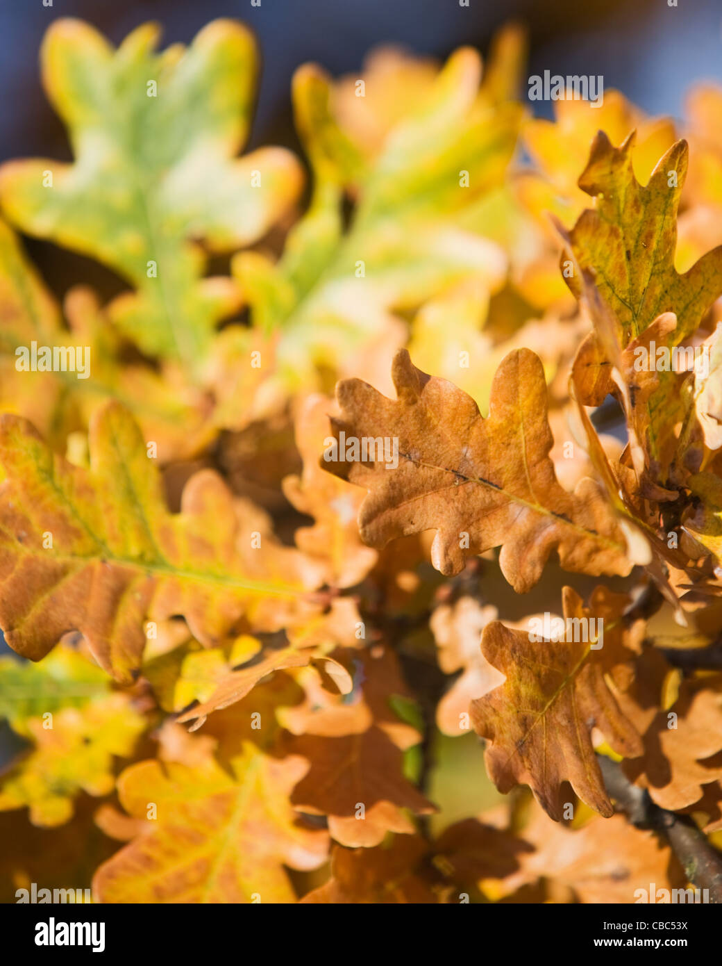 Gold autumn colors of oak leaves Stock Photo - Alamy